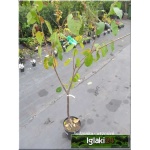Prunus avium Lapins - Czereśnia Lapins C5 60-120cm 