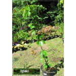 Prunus avium Lapins - Czereśnia Lapins C5 60-120cm 