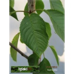 Prunus avium Lapins - Czereśnia Lapins FOTO 