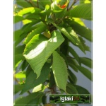 Prunus avium Sylwia - Czereśnia Sylwia C5 60-120cm 