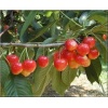 Prunus avium Vega - Czereśnia Vega C5 60-120cm 