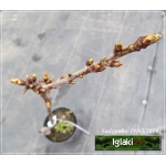 Prunus avium Vega - Czereśnia Vega C5 60-120cm 
