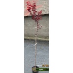 Prunus cerasifera Nigra - Śliwa wiśniowa Nigra - różowe FOTO