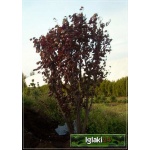 Prunus cerasifera Nigra - Śliwa wiśniowa Nigra - różowe FOTO
