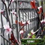 Prunus cerasifera Pissardii - Śliwa wiśniowa Pissardii - różowe FOTO