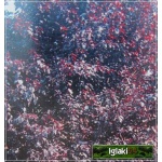 Prunus cerasifera Pissardii - Śliwa wiśniowa Pissardii - różowe FOTO