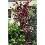 Prunus Cerasifera Woodii - Śliwa Wiśniowa Woodii - różowe FOTO