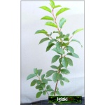 Prunus cerasus Debreceni Botermo - Wiśnia Debreceni Botermo balotowana 60-120cm 