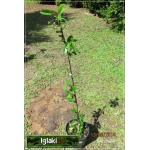 Prunus cerasus Sabina - Wiśnia Sabina C5 60-120cm