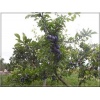Prunus domestica Amers - Śliwa domowa Amers balotowana 60-120cm 