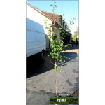 Prunus domestica Amers - Śliwa domowa Amers C5 60-120cm 