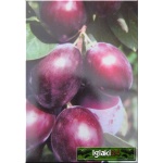 Prunus domestica Brzoskwiniowa - Śliwa Brzoskwiniowa balotowana 60-120cm 