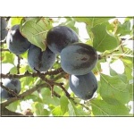 Prunus domestica Cacanska Lepotica - Śliwa Cacanska Lepotica balotowana 60-120cm 