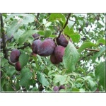Prunus domestica Cacanska Lepotica - Śliwa Cacanska Lepotica FOTO 