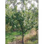 Prunus domestica Cacanska Najbolia - Śliwa domowa Cacanska Najbolia ® balotowana 60-120cm
