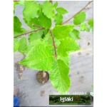 Prunus domestica Cacanska Najbolia - Śliwa domowa Cacanska Najbolia ® C5 60-120cm 