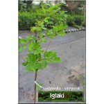 Prunus domestica Cacanska Najbolia - Śliwa domowa Cacanska Najbolia ® FOTO 