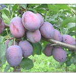 Prunus domestica Cacanska Rana - Śliwa Cacanska Rana ® balotowana 60-120cm