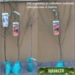 Prunus domestica Cacanska Rana - Śliwa Cacanska Rana ® balotowana 60-120cm