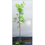 Prunus domestica Cacanska Lepotica - Śliwa Cacanska Lepotica C5 60-120cm 