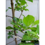 Prunus domestica Cacanska Lepotica - Śliwa Cacanska Lepotica balotowana 60-120cm 