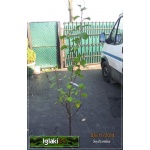 Prunus domestica Cacanska Najbolia - Śliwa domowa Cacanska Najbolia ® FOTO 