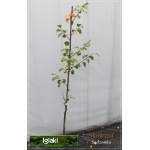 Prunus domestica Cacanska Rana - Śliwa Cacanska ® Rana C5 60-120cm 
