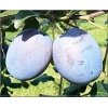 Prunus domestica Haganta - Śliwa Haganta balotowana 60-120cm 