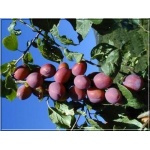 Prunus domestica Jubileum - Śliwa Jubileum balotowana 60-120cm