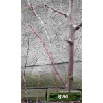 Prunus domestica Królowa Wiktoria - Śliwa Królowa Wiktoria C5 60-140cm zzzz 