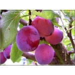 Prunus domestica Opal - Śliwa Opal balotowana 60-120cm