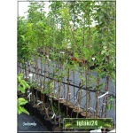 Prunus domestica Opal - Śliwa Opal C5 60-120cm