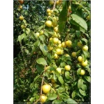 Prunus domestica Renkloda Ulena - Śliwa Renkloda Ulena C4 60-120cm 