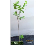 Prunus domestica Renkloda Althana - Śliwa Renkloda Althana C5 60-120cm
