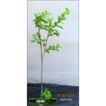 Prunus domestica Renkloda Althana - Śliwa Renkloda Althana C5 60-120cm