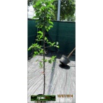 Prunus domestica Renkloda Ulena - Śliwa Renkloda Ulena C4 60-120cm 