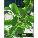 Prunus domestica Renkloda Ulena - Śliwa Renkloda Ulena FOTO 