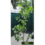 Prunus domestica Renkloda Ulena - Śliwa Renkloda Ulena balotowana 60-120cm 