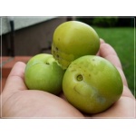 Prunus domestica Renkloda Ulena - Śliwa Renkloda Ulena balotowana 60-120cm 