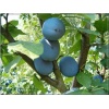 Prunus domestica Stanley - Śliwa Stanlej balotowana 60-120cm