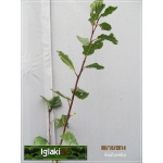 Prunus domestica Valjevka - Śliwa Valjevka C5 60-140cm