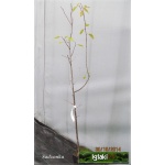 Prunus domestica Valjevka - Śliwa Valjevka C5 60-140cm