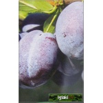 Prunus domestica Węgierka Zwykła - Śliwa Węgierka Zwykła balotowana 60-120cm