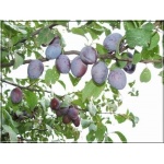 Prunus domestica Węgierka Zwykła - Śliwa Węgierka Zwykła C5 60-120cm 