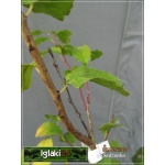 Prunus domestica Węgierka Zwykła - Śliwa Węgierka Zwykła C5 60-120cm 