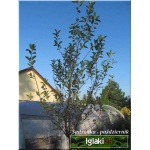 Prunus eminens Umbraculifera - Wiśnia osobliwa Umbraculifera - Prunus eminens Globosa - Wiśnia osobliwa Globosa - białe FOTO