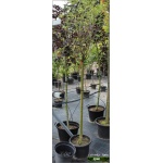 Prunus eminens Umbraculifera - Wiśnia osobliwa Umbraculifera - Prunus eminens Globosa - Wiśnia osobliwa Globosa - białe FOTO