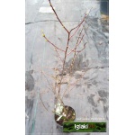 Prunus glandulosa Alba Plena - Wiśnia Gruczołowata Alba Plena - białe FOTO