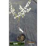 Prunus glandulosa Alba Plena - Wiśnia Gruczołowata Alba Plena - białe FOTO