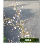 Prunus Incisa Kojou-no-mai - Wiśnia wczesna Kojou-no-mai - biało-różowe FOTO